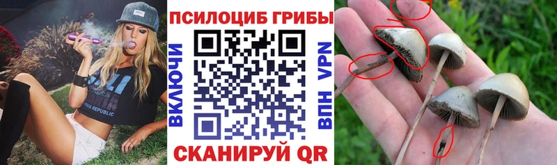 Псилоцибиновые грибы мухоморы  Купить  Бакал 